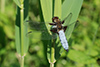 Libellula fulva